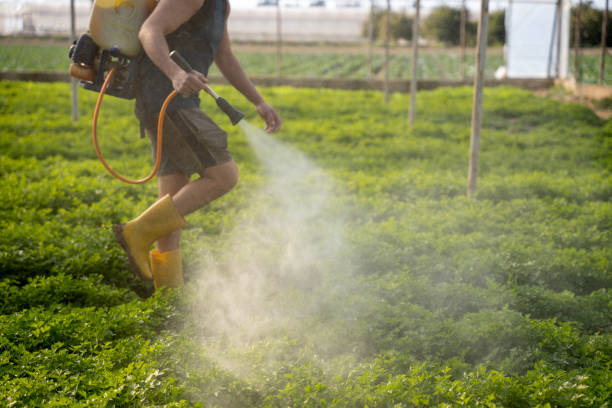 Best Pest Removal Services  in Coal Fork, WV