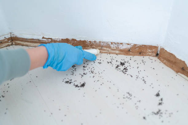 Best Residential Pest Control  in Coal Fork, WV