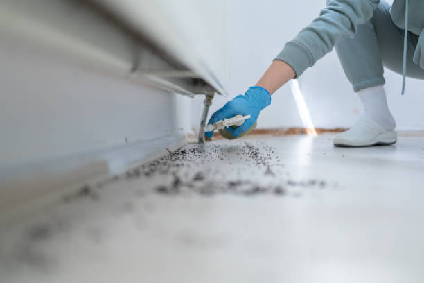 Best Flea Control Services  in Coal Fork, WV